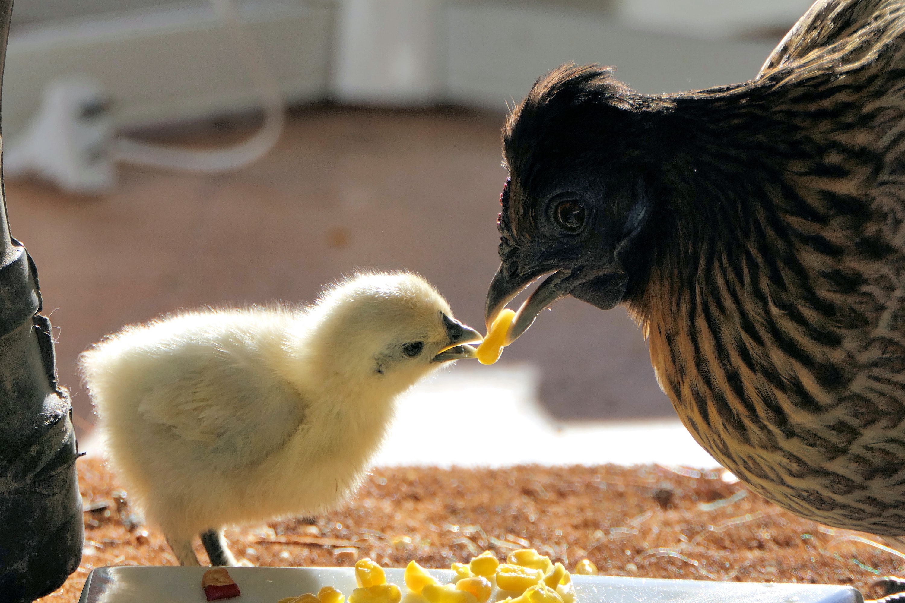 Mama paukštis maitina savo jauniklį kukurūzais