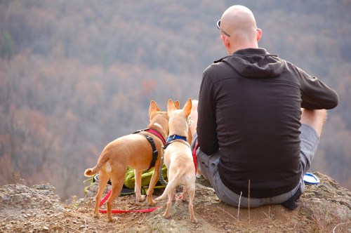 A man and two Chihuahuas sit atop a rock with backs to the camera