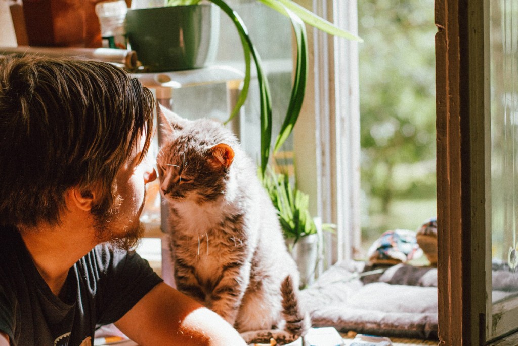 Man giving friendly head butt to cat. 