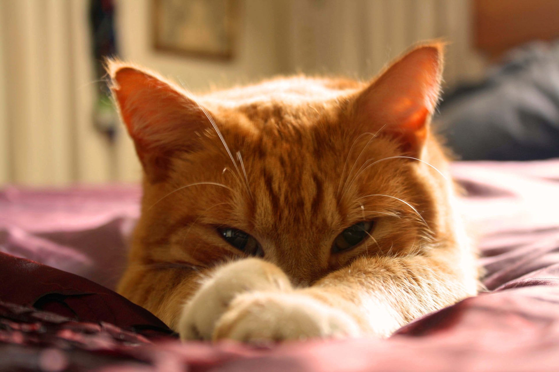 Orange cat sleeping on a bed with paws outstretched