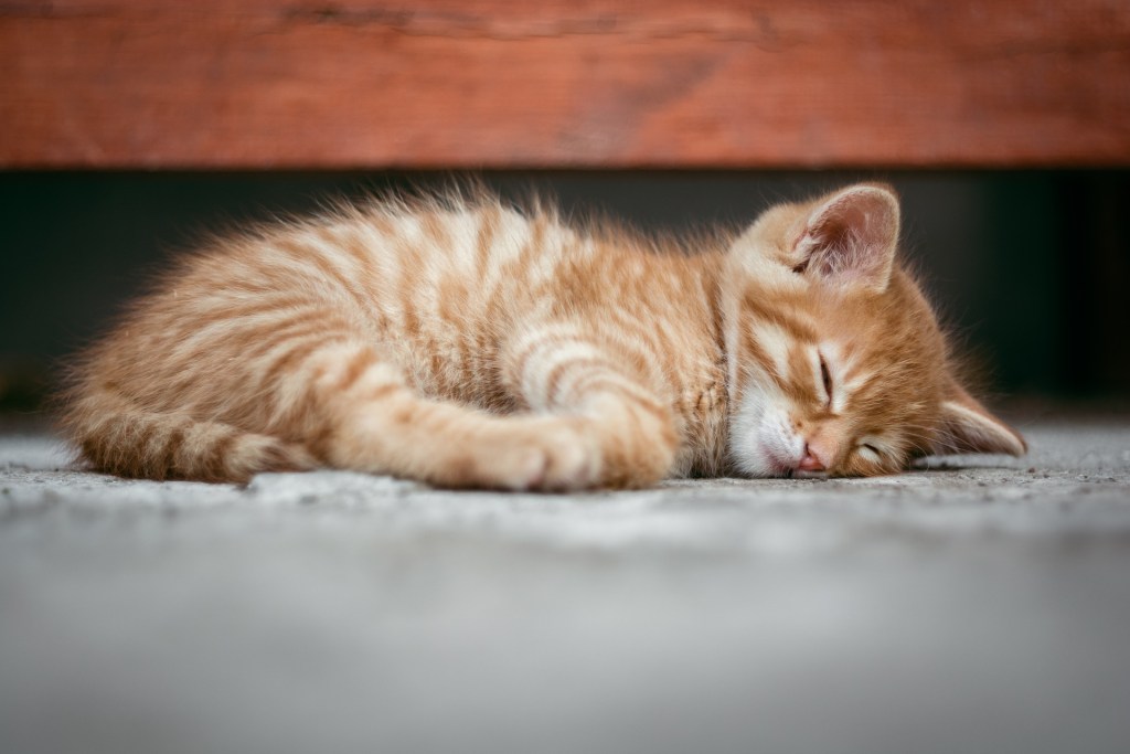 Jaunas oranžinis kačiukas miega ant grindų