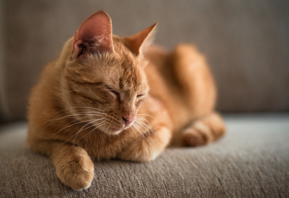 An orange tabby cat sleeping on a beige sofa.