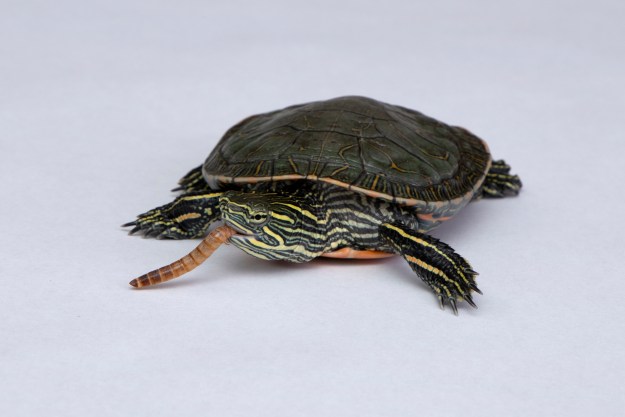 Painted turtle eats a mealworm