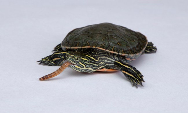 Painted turtle eats a mealworm