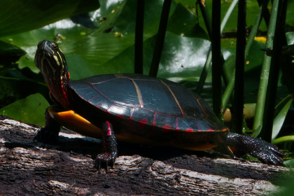 Painted turtle sits on a log