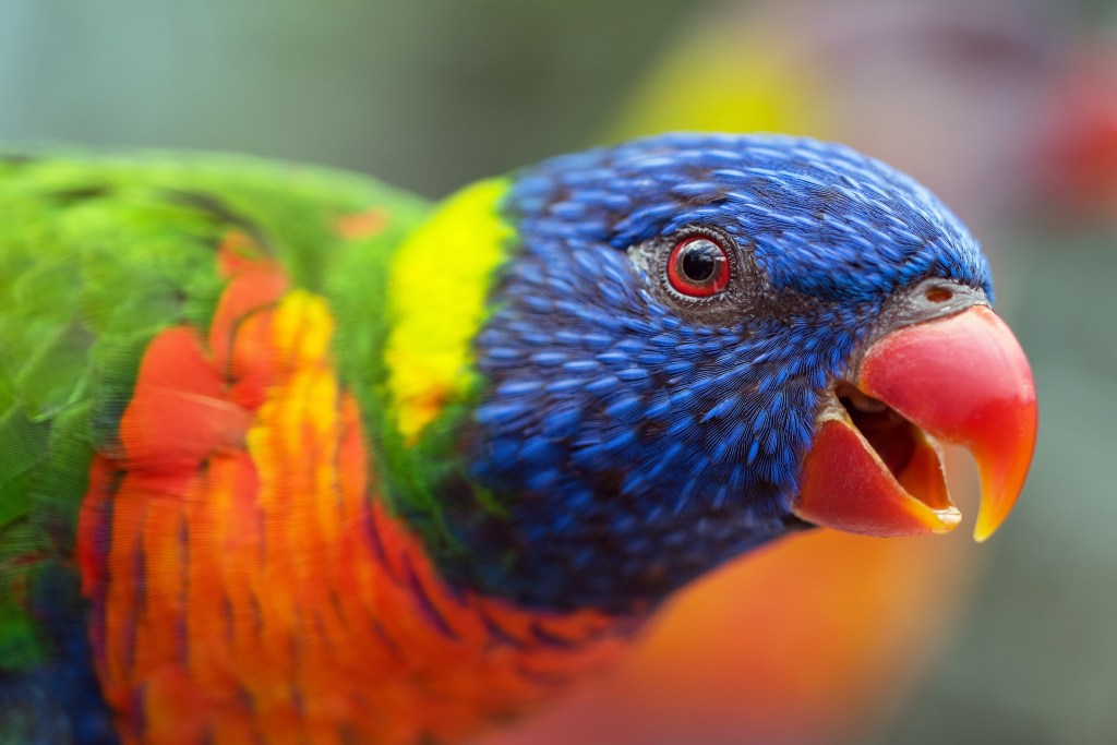 6 Things You Should Do To Stop Your Bird From Chirping at Night | PawTracks