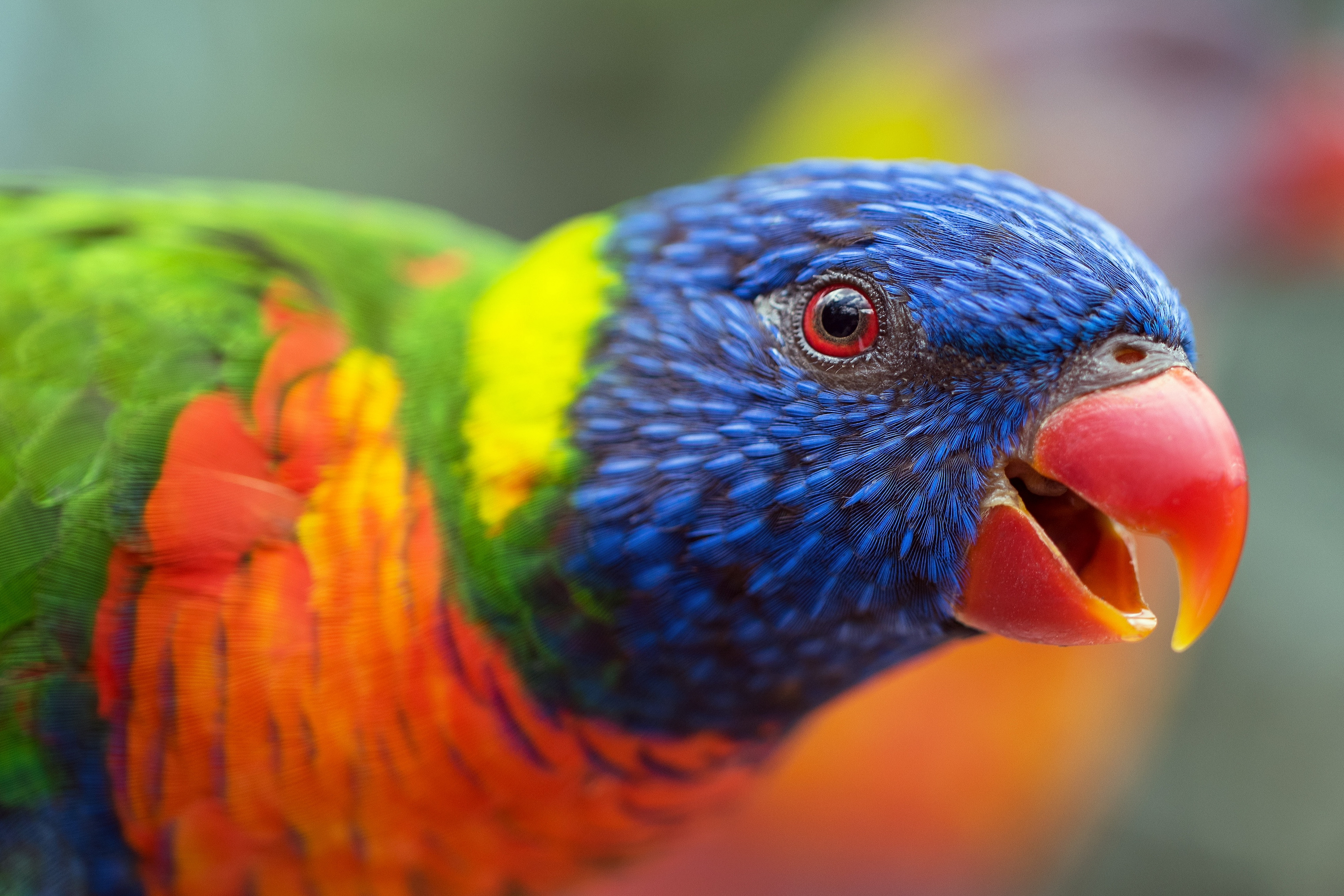 6 Things You Should Do To Stop Your Bird From Chirping at Night | PawTracks