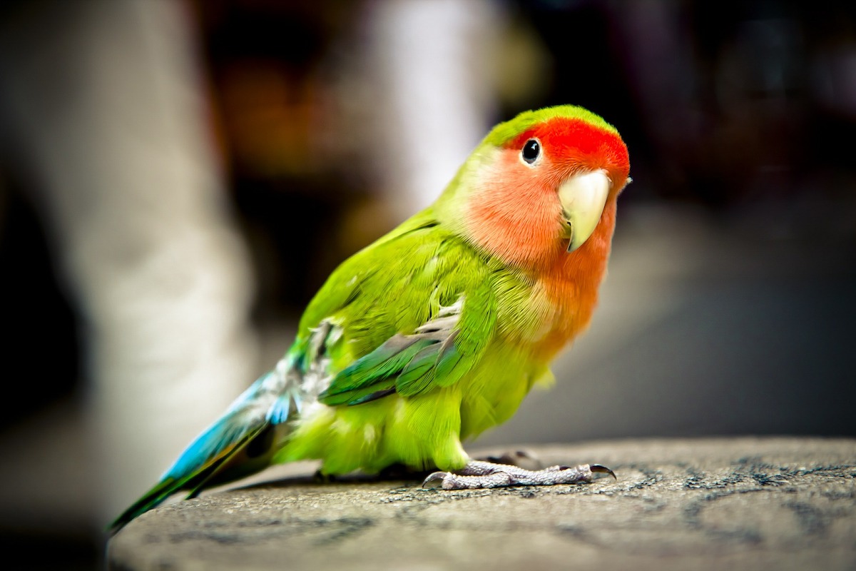 Parrot looks at the camera quizically
