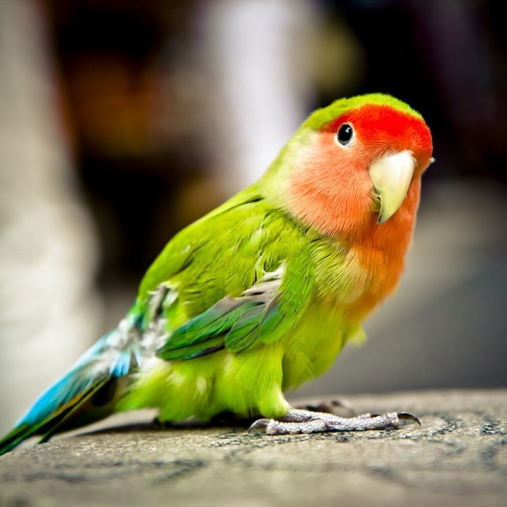Parrot looks at the camera quizically