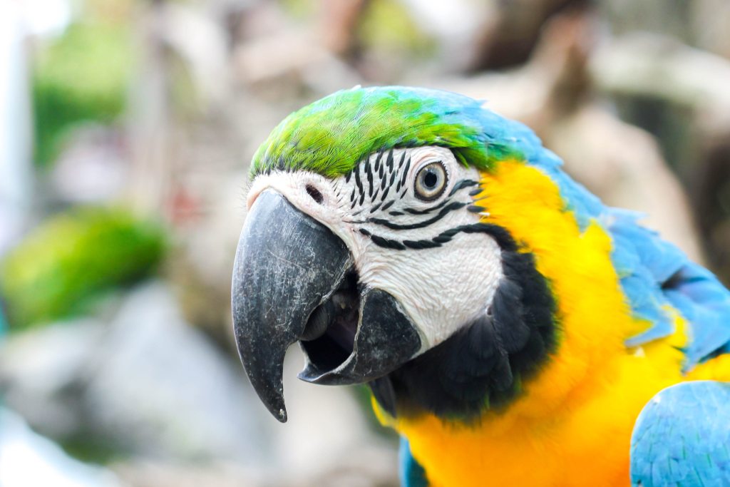 Parrot talks with beak open