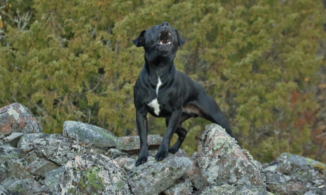 dog does not bark patterdale terrier barks hike rocks