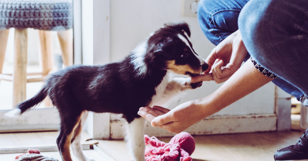 So You Think You Want a Border Collie. – McCann Professional Dog Trainers