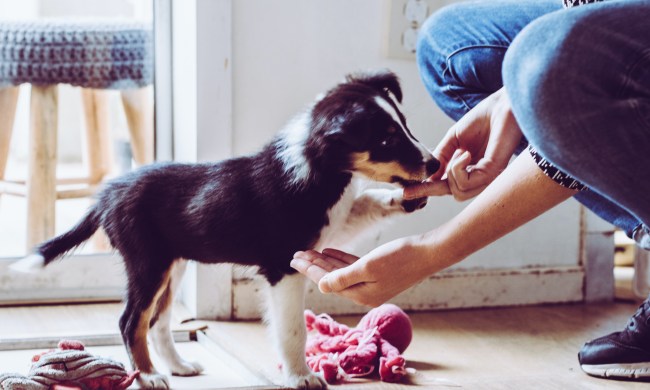 Woman feeds a puppy as the pup gives her his paw