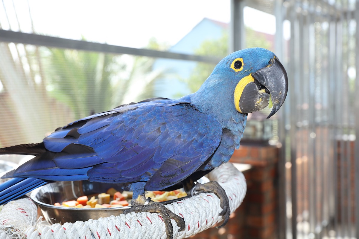 Blue macaw looking quizzically into the camera