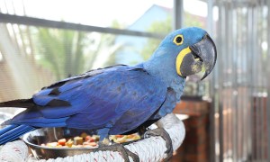 Blue macaw looking quizzically into the camera