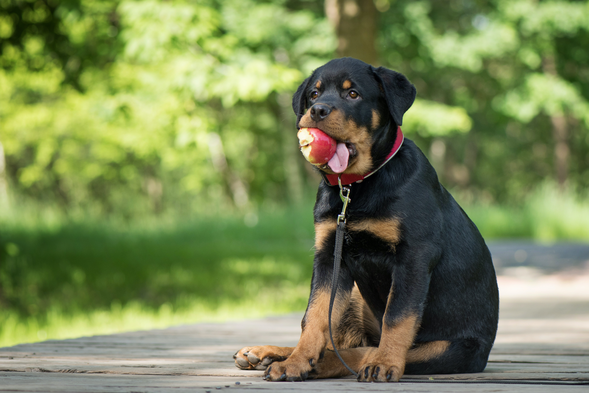 A rottweiler puppy sits with an apple in his mouth
