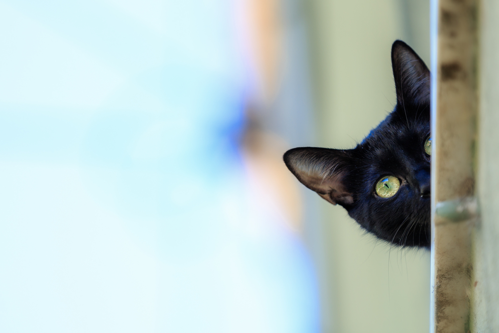 How to Help a Scaredy Cat Come Out of Her Shell - Updated 2023