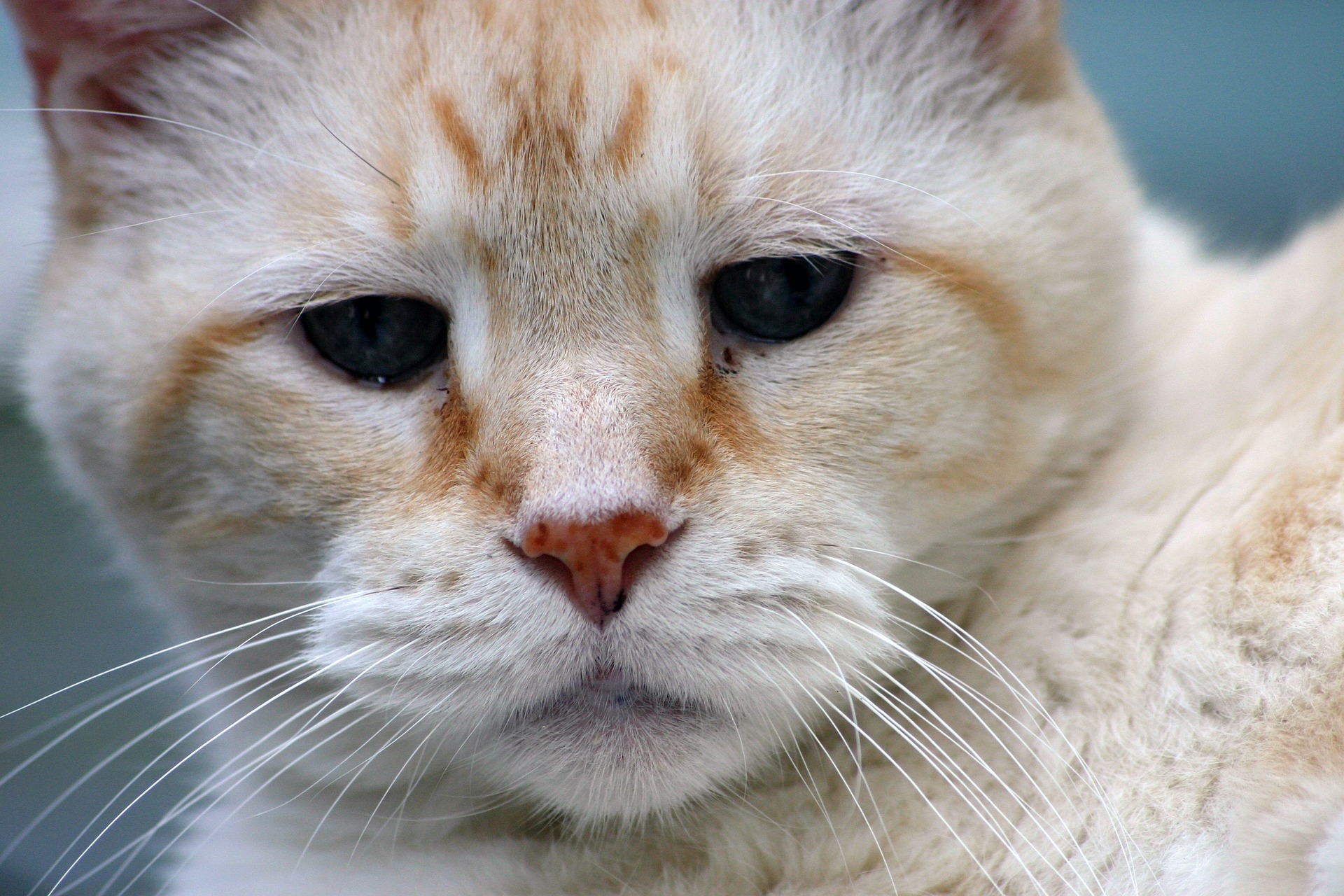 Senior orange cat with graying fur