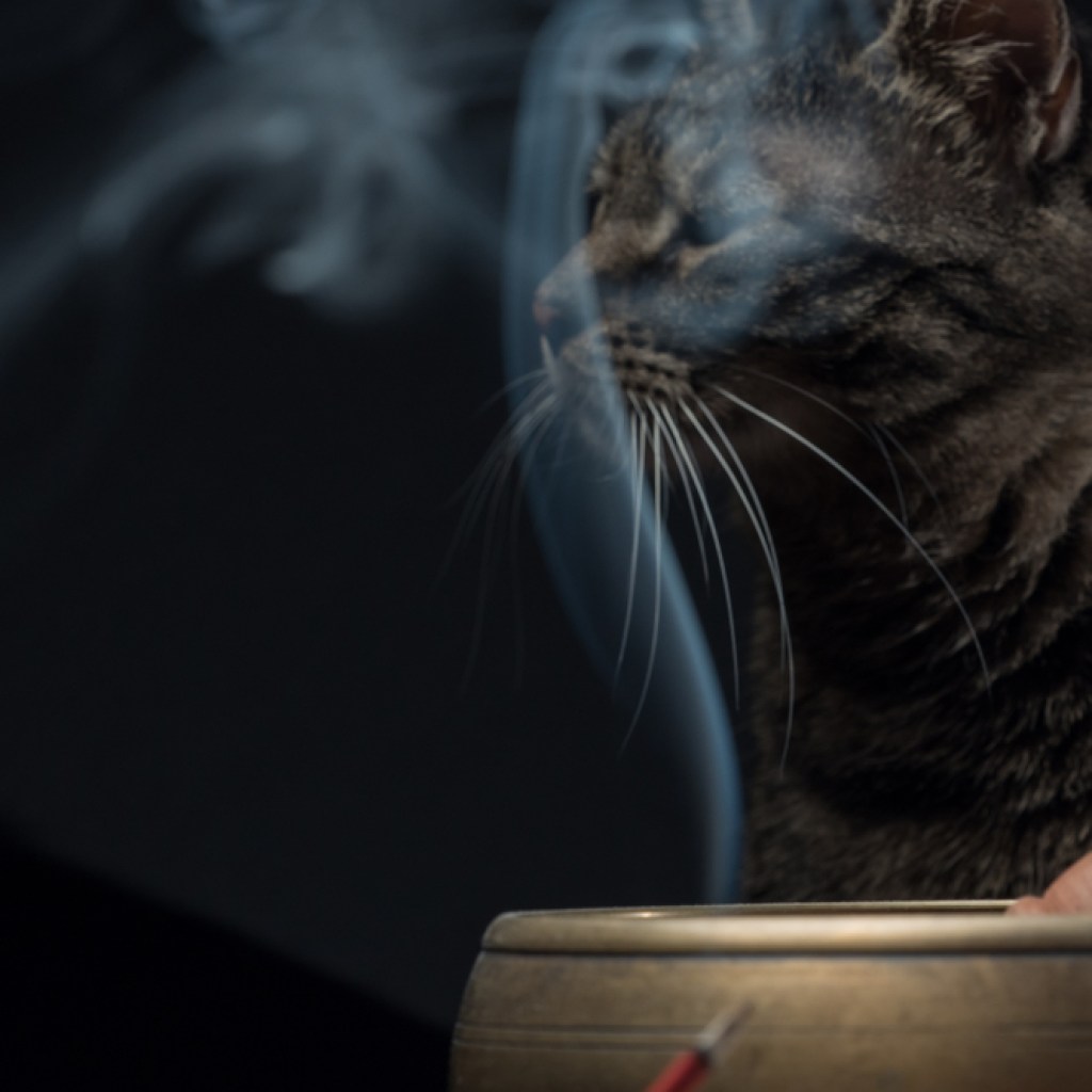 Burning incense and tabby cat