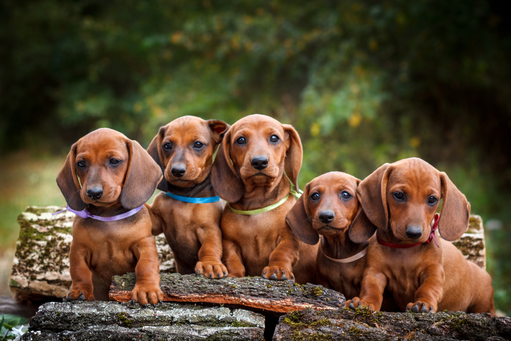 cute dachshund puppies nature background