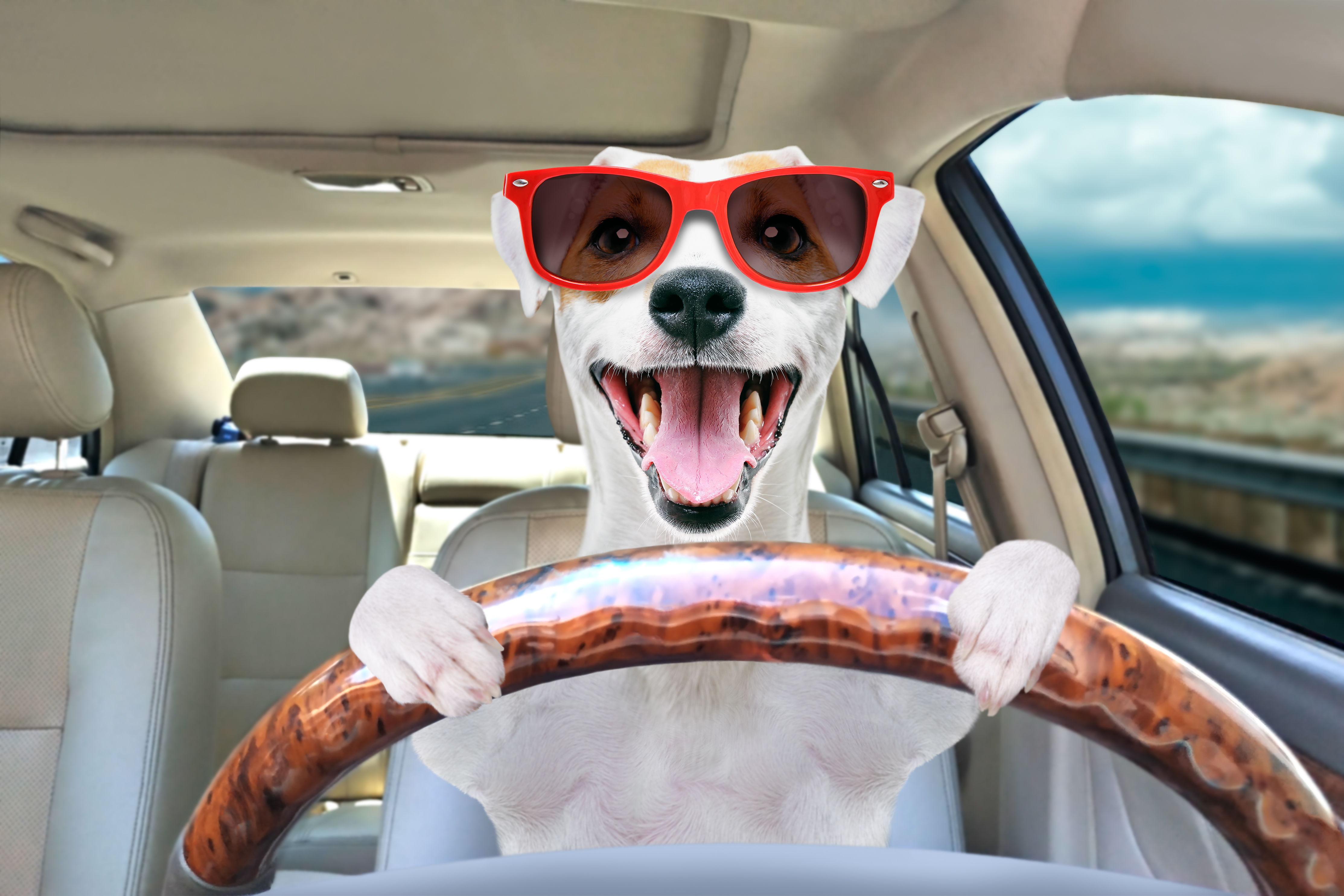 A dog steering a car and wearing red sunglasses