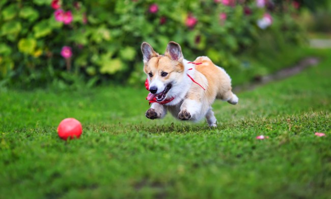 corgi chasing red ball in grass