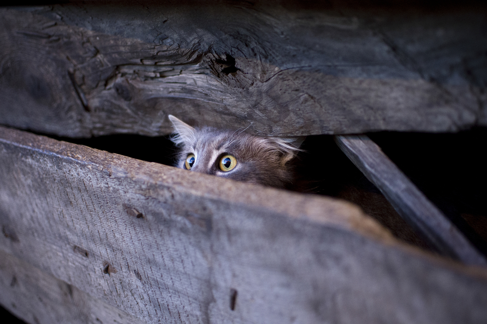 frightened grey cat peeking between boards