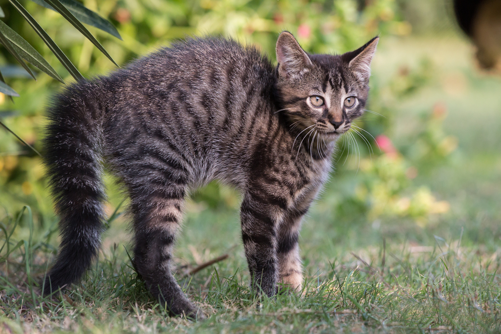 frightened tabby with ruffled fur