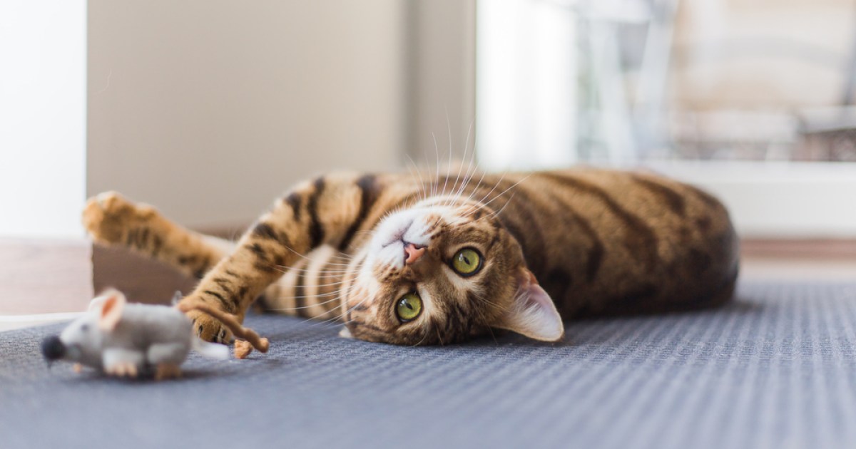 Štai kodėl Cats Bunny Kick ir kaip tai sustabdyti
