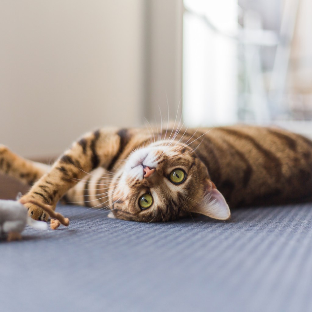 bengal cat with mouse toy