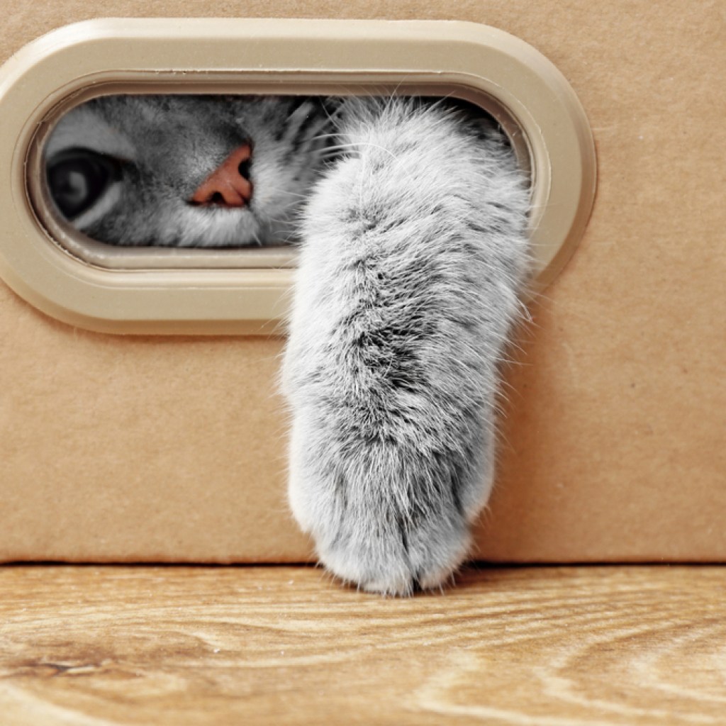 cute cat cardboard box