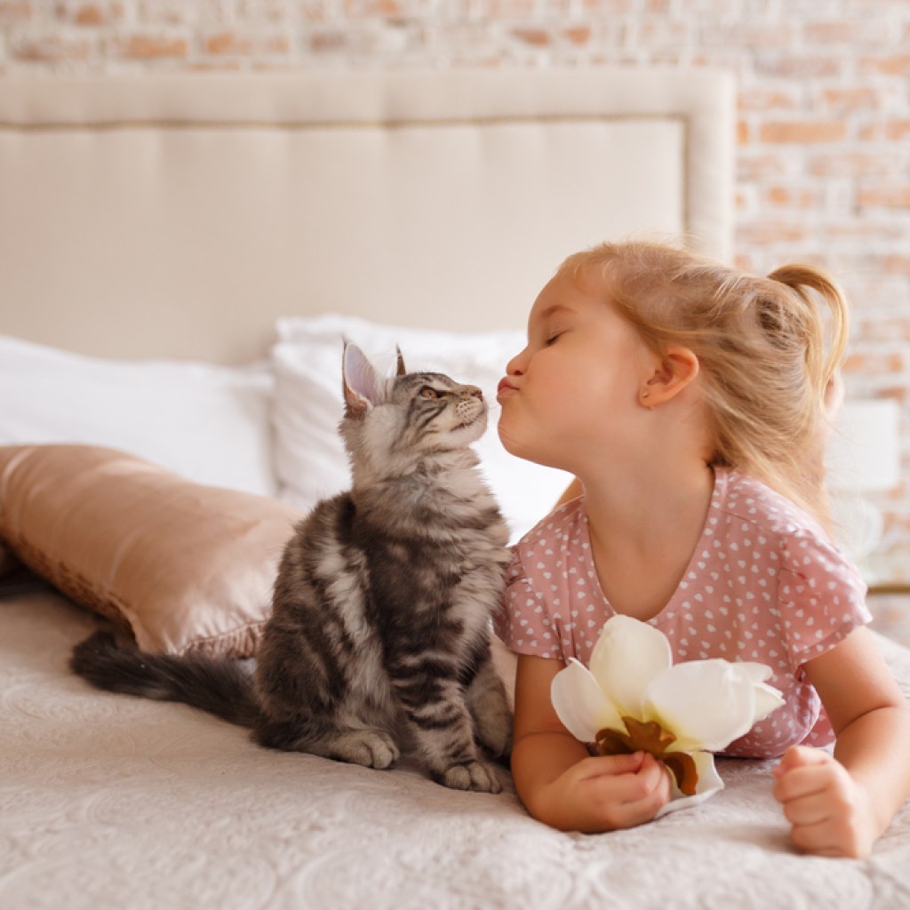 tabby cat with cute blond child on bed