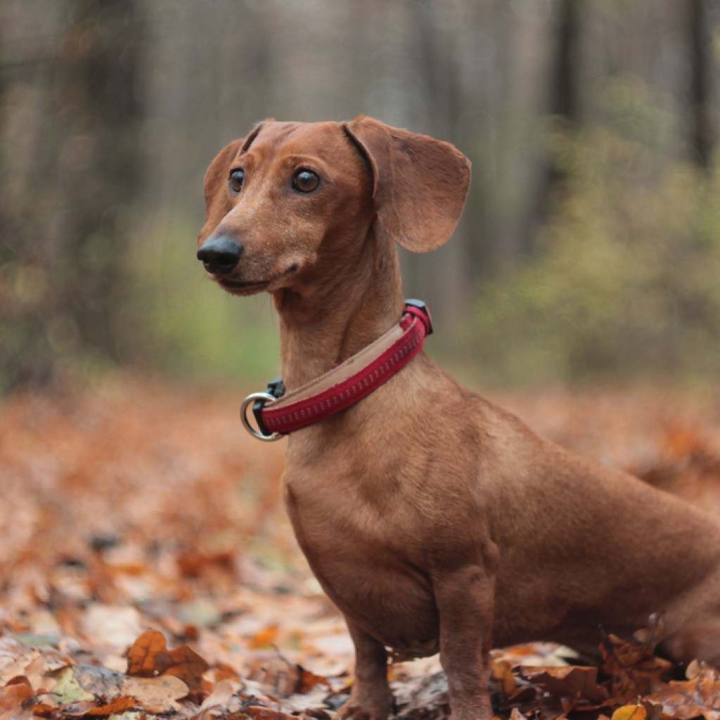 red dachshund autumn forest