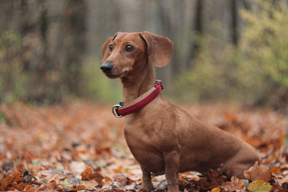 red dachshund autumn forest