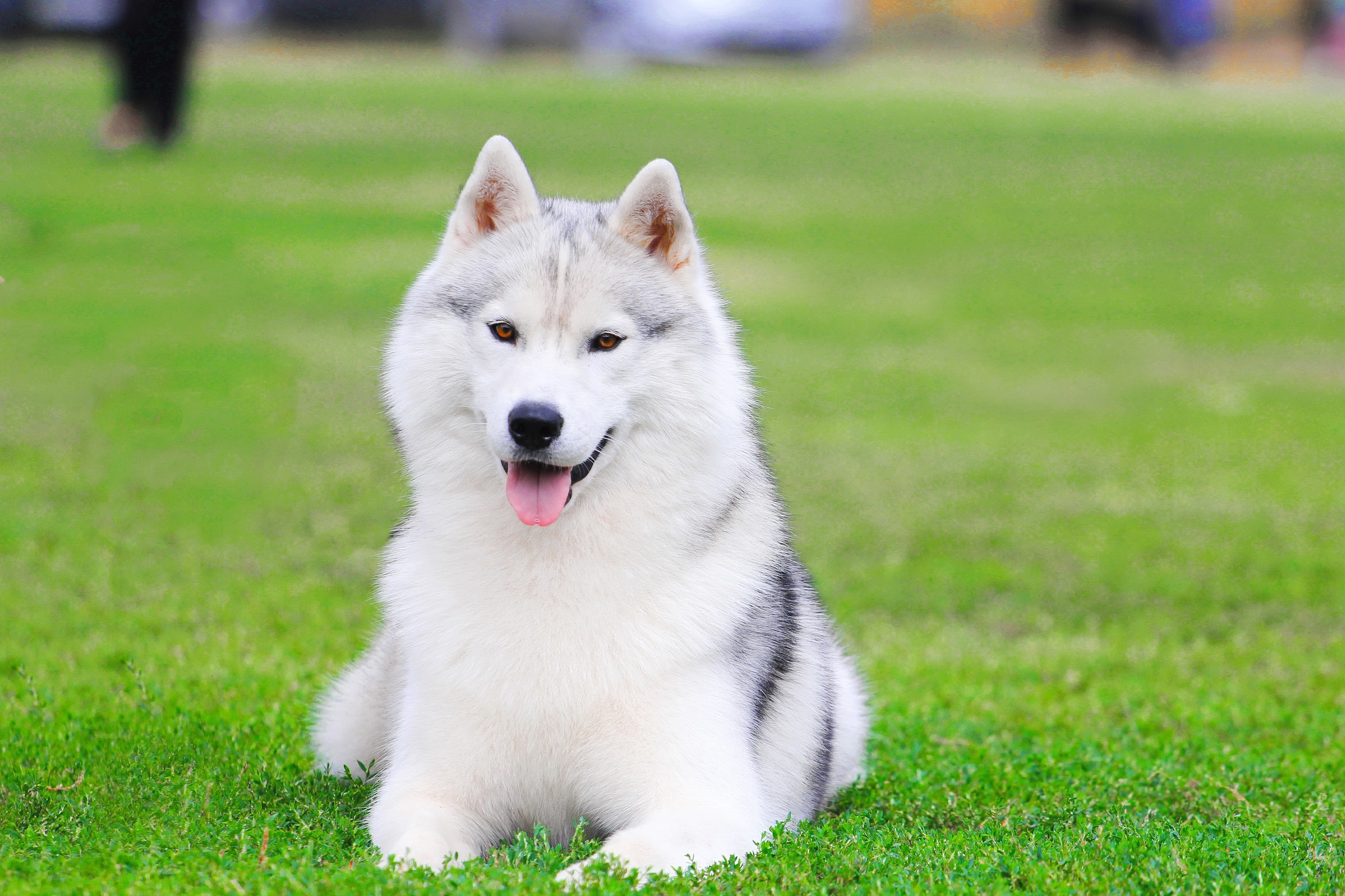 Understanding Your Husky's Body Language | PawTracks