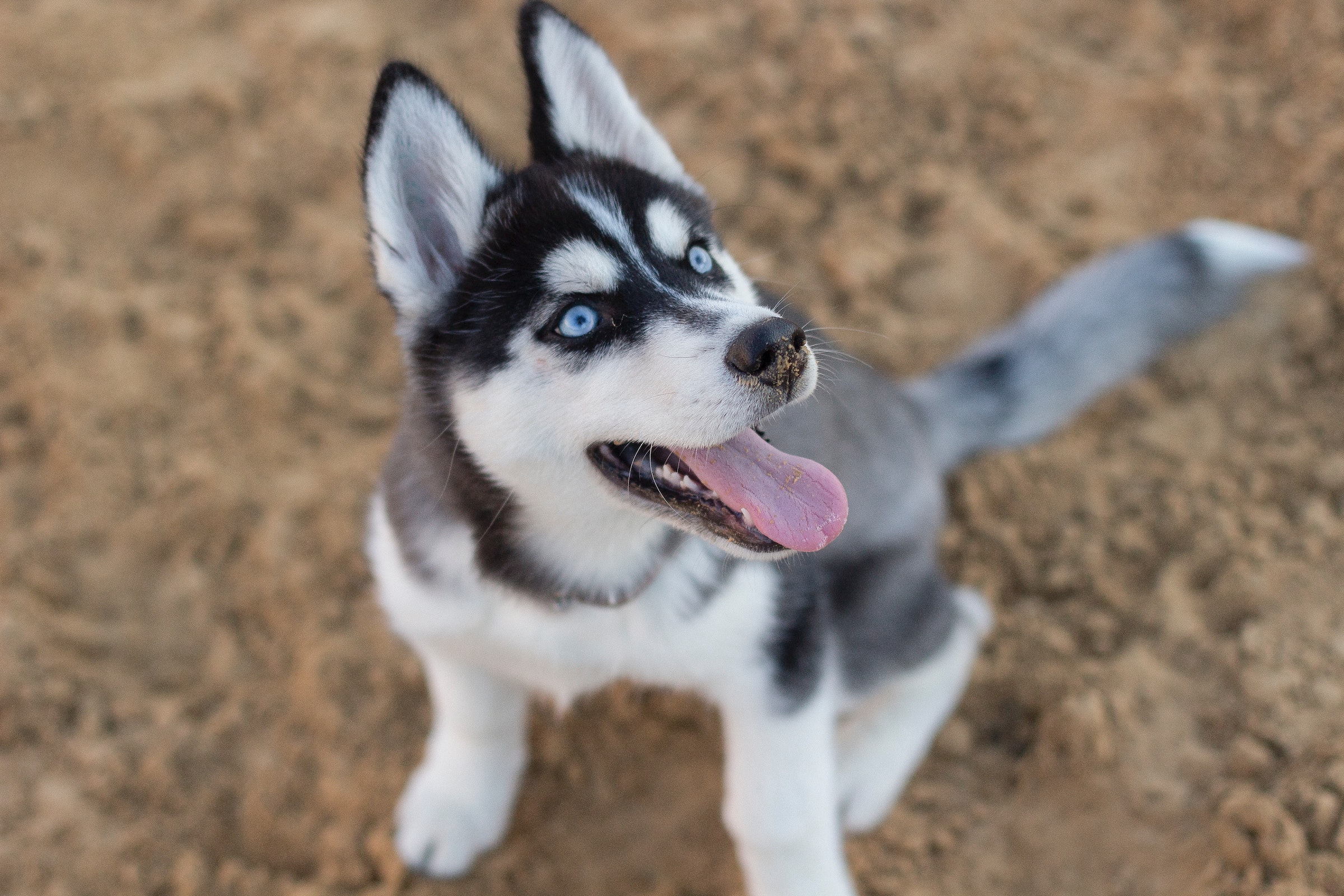 A Siberian husky puppy sits on the ground and looks up