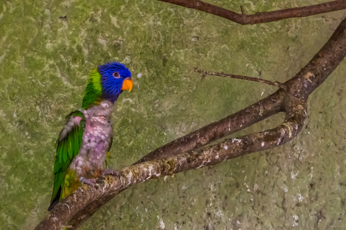 How to Get Rid of Bird Mites PawTracks