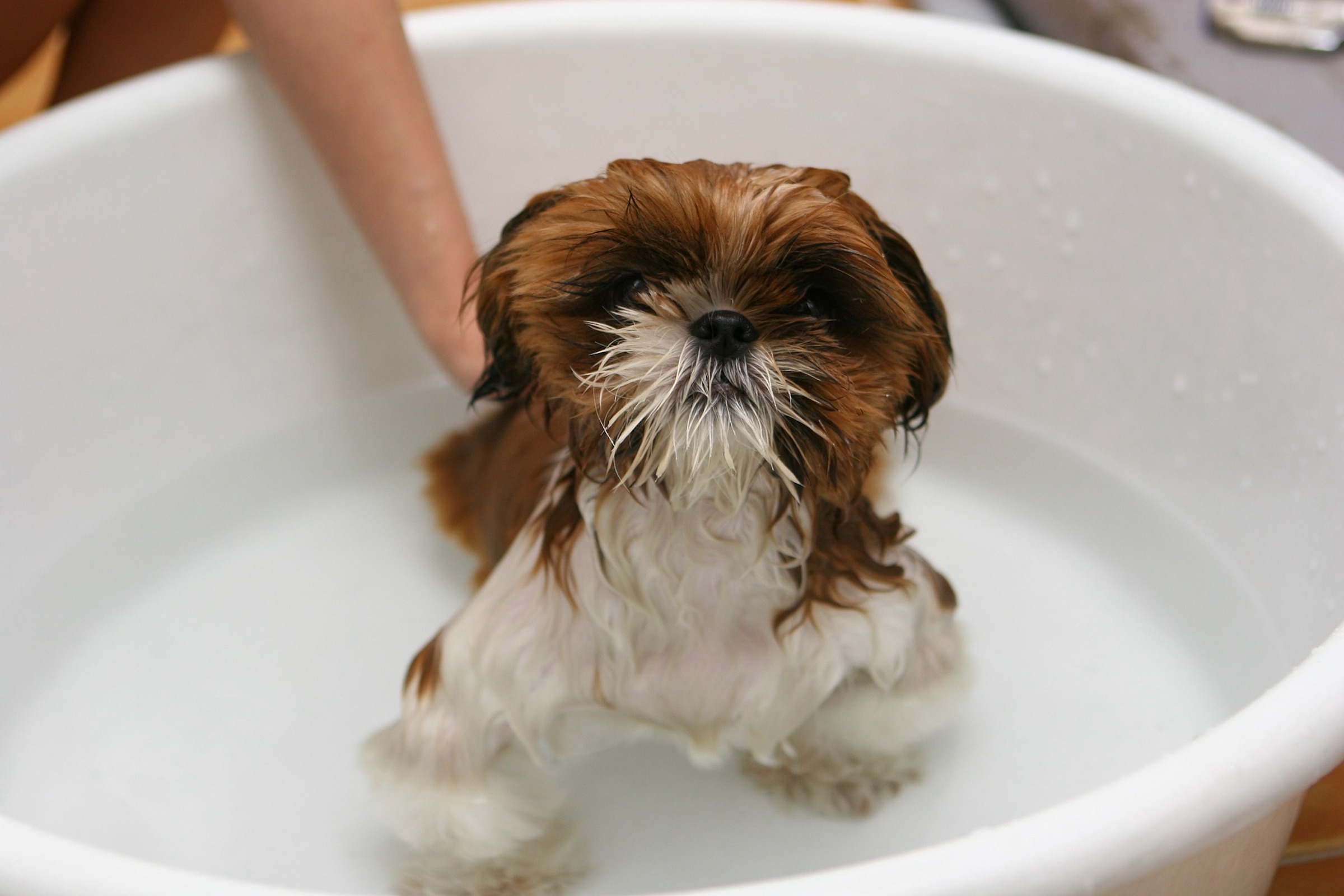Small dog in a bathtub