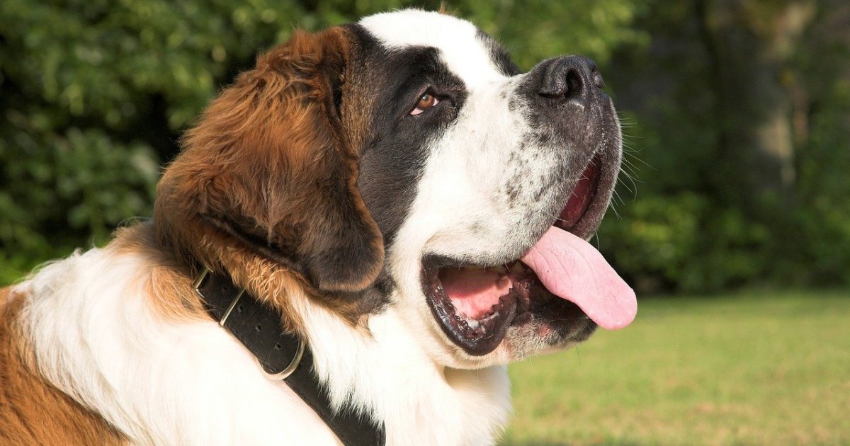 5 Cool St. Bernard Facts You Probably Didn't Know | PawTracks