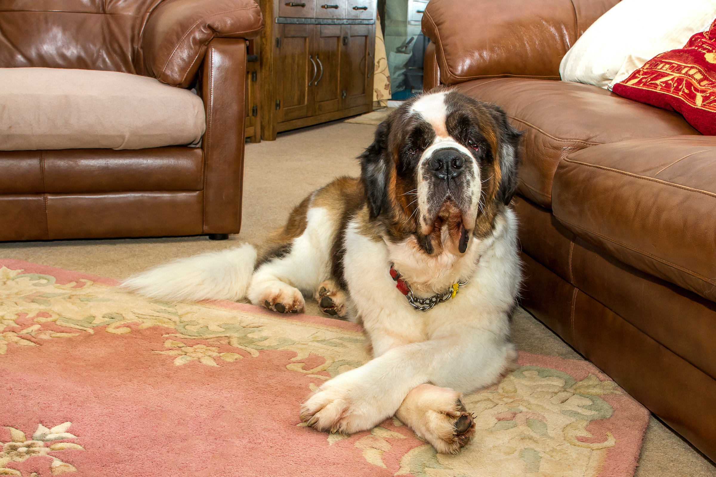 How To Choose The Right Size Dog Crate For Your St Bernard PawTracks How To Choose The Right Size Dog Crate For Your St Bernard PawTracks