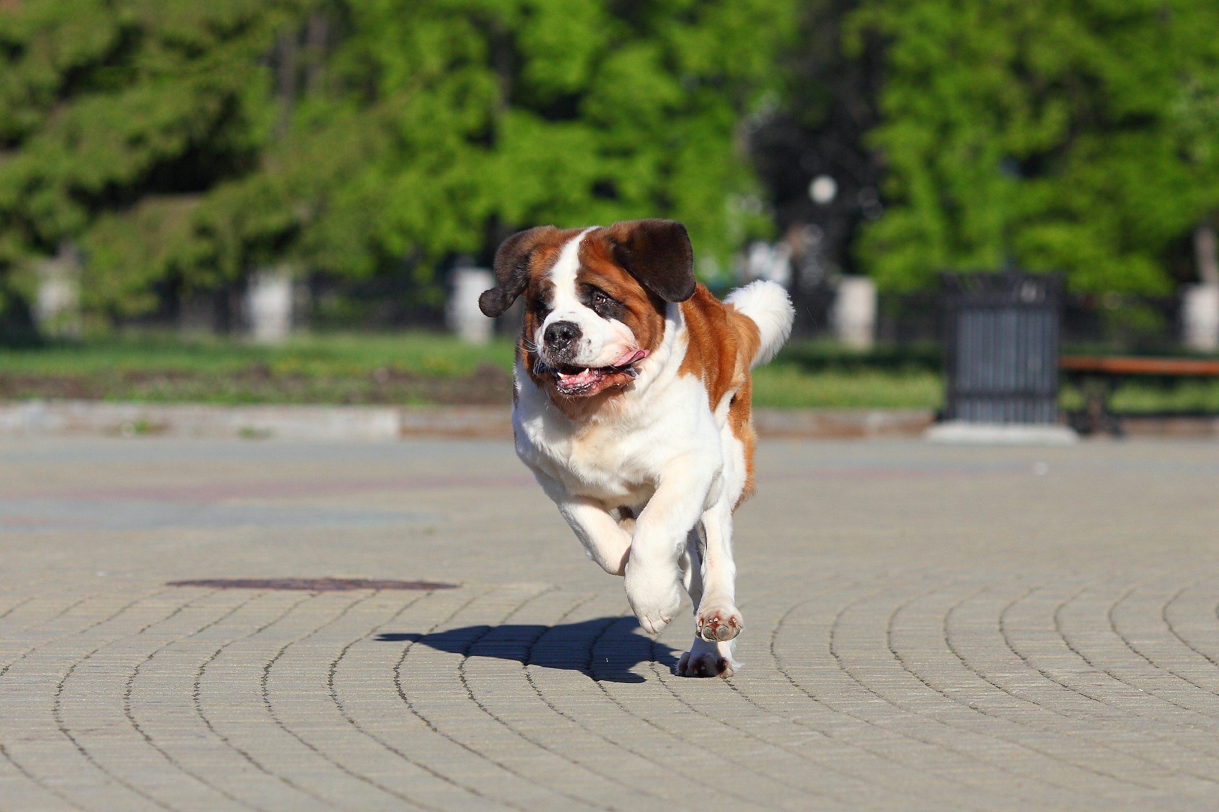 a St. Bernard runs over pavement outdoors in the park