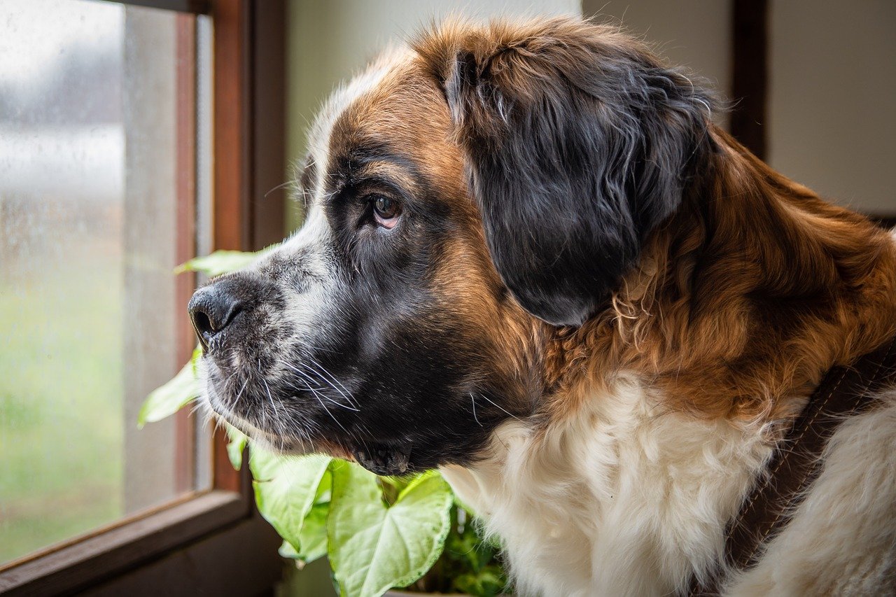 A St. Bernard looking through a window.