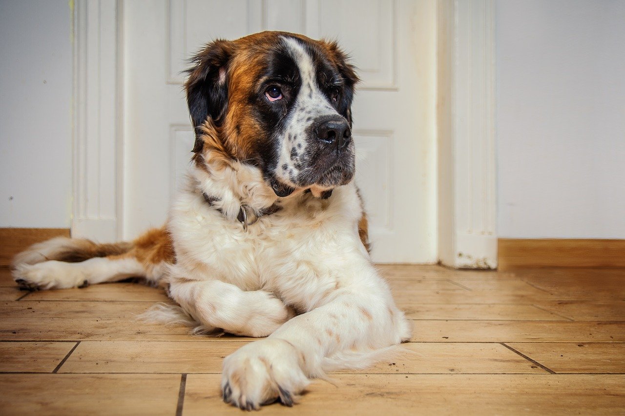 A St. Bernard lying on a wood floor.