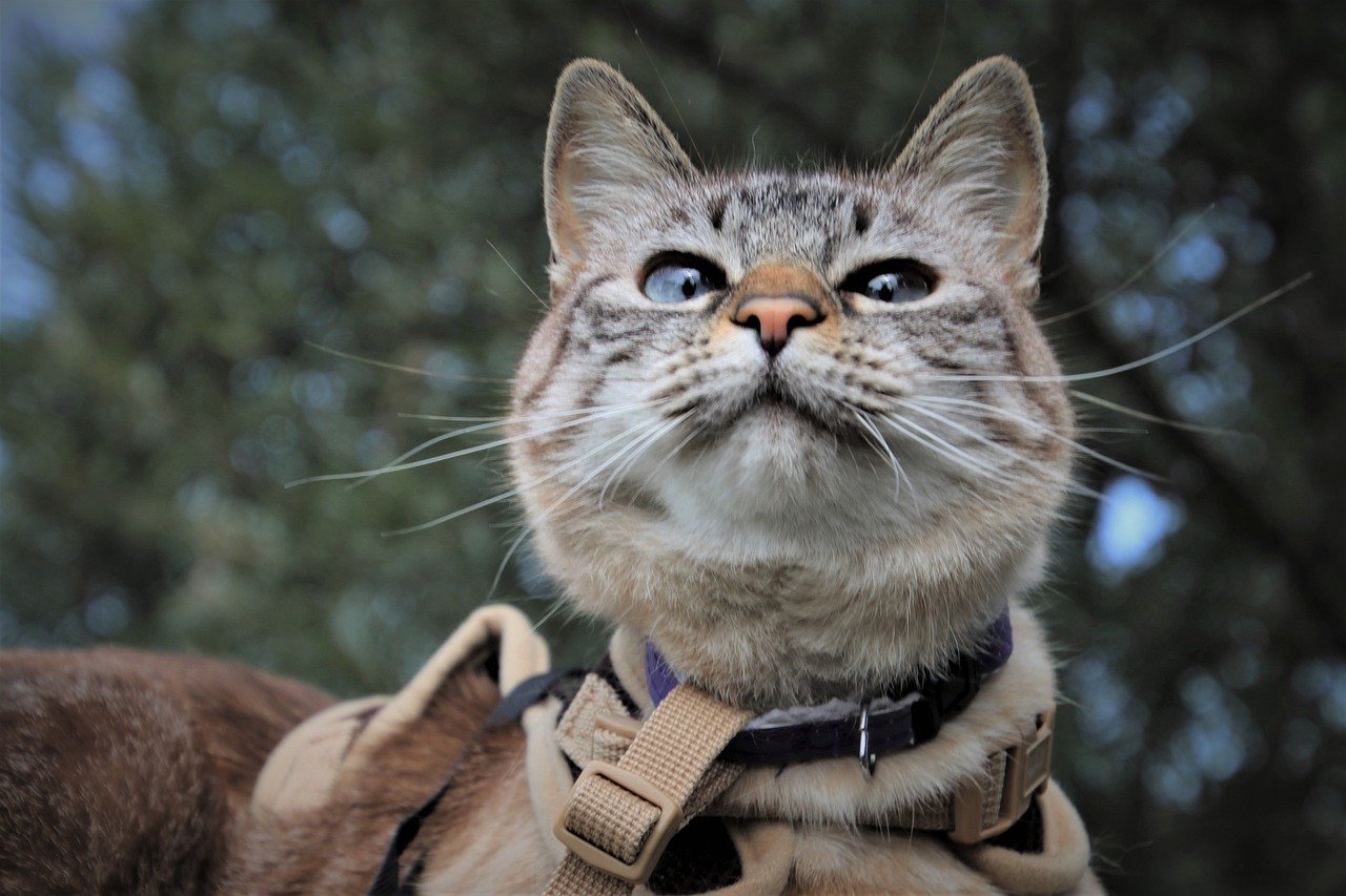 A tabby cat wearing a beige harness.
