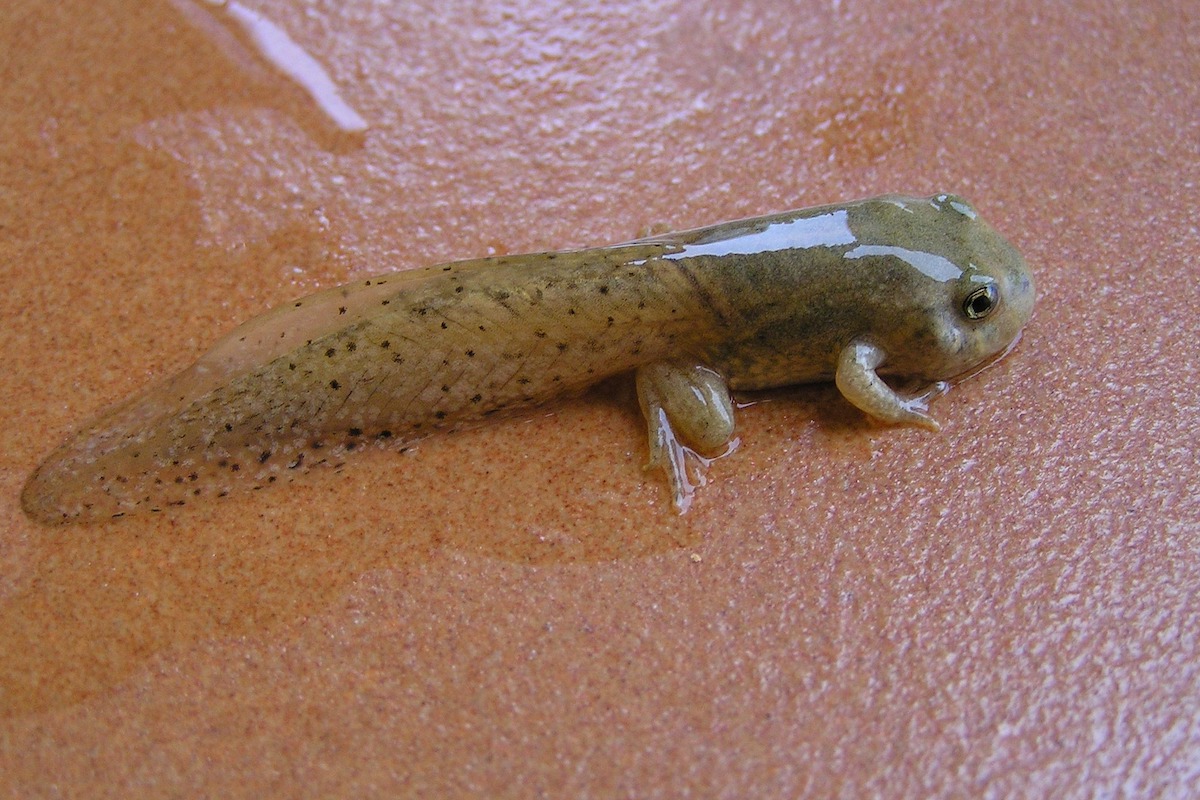Tadpole growing legs to transform into frog