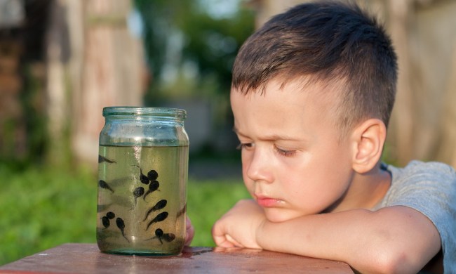 Small child looks into a jar of tadpoles