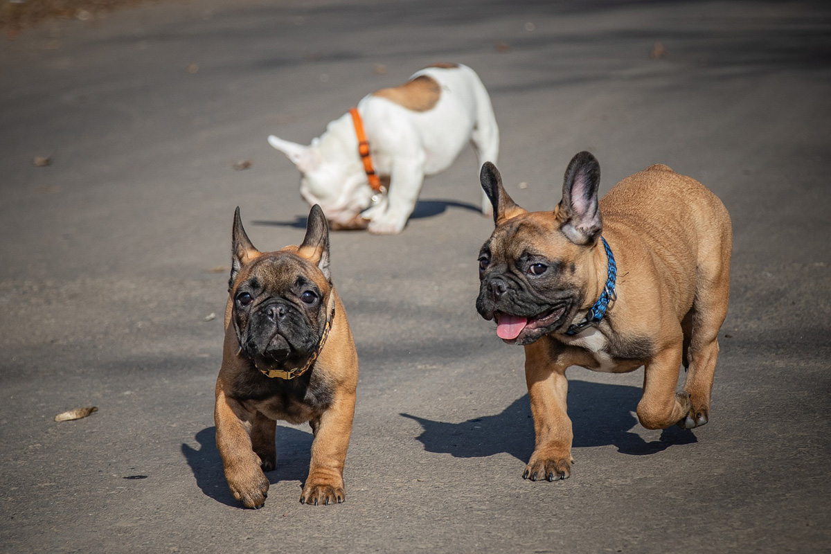 Three Frenchies hanging out together.