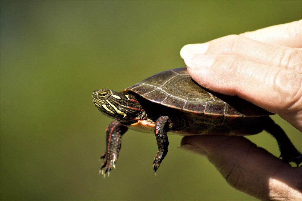 Human holds a small painted turtle