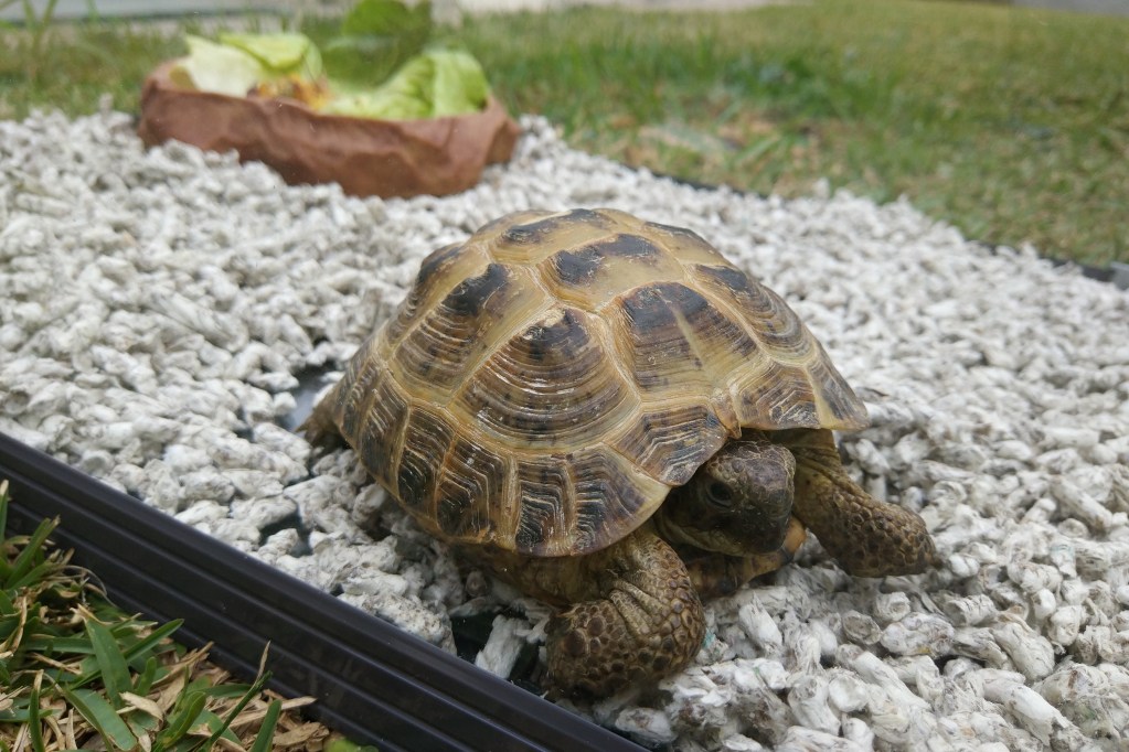 Turtle on rocks in his tank