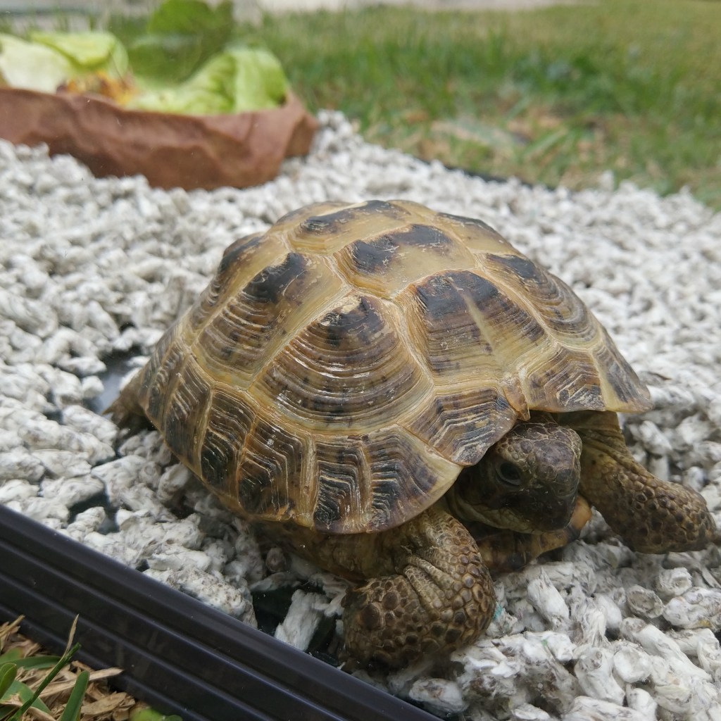 Turtle on rocks in his tank